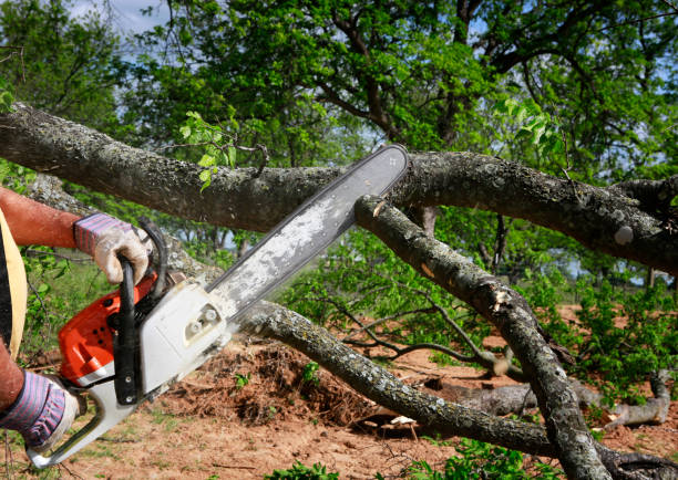 Emergency Storm Tree Removal in Mechanicsburg, OH